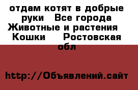 отдам котят в добрые руки - Все города Животные и растения » Кошки   . Ростовская обл.